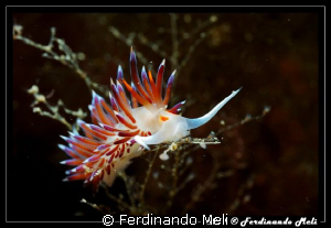 Nudibranch (Cratena peregrina). by Ferdinando Meli 